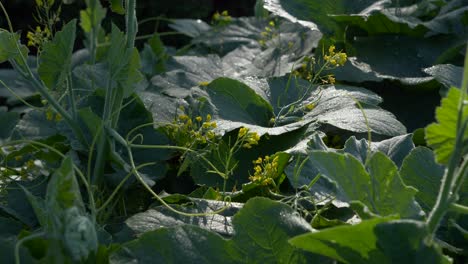 Growing-plant-of-a-Cucurbita-ficifolia-a-kind-of-squash