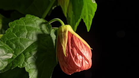 Flowering-maple-abutilon-blossoms-opening-and-plant-movement-timelapse