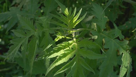 Close-up-view-of-lush-green-leaves-of-a-ambrosia-peruviana