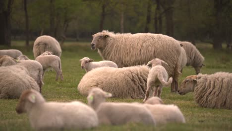 A-herd-of-sheep-where-young-lambs-are-running-around