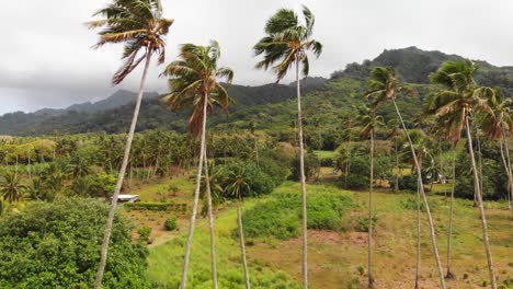 Idyllischer-Blick-Auf-Palmen,-Die-An-Einem-Perfekten-Tag-Auf-Der-Tropischen-Insel-Rarotonga-Im-Wind-Rascheln