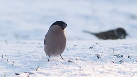 Bullfinch-Euroasiático-En-Invierno-Cerca-Del-Comedero-Para-Pájaros-Comiendo-Semillas-De-Girasol-Con-Otras-Aves