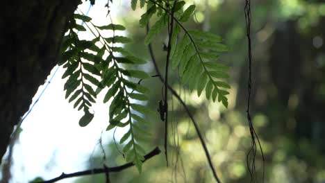 Close-up-of-the-green-leaves-of-a-Acacia-tree-against-a-blurred-forest-background