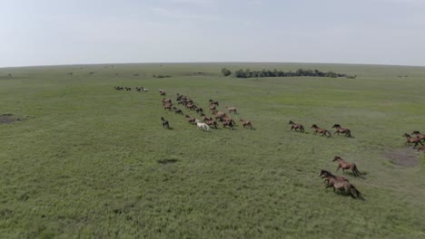 Wilde-Pferde,-Pferd,-Hengst,-Tiere,-Prärie,-Wilder-Westen,-Cowboy,-Ranch,-Rancher,-Land,-Bauernhof,-Farmer,-Landwirtschaft,-Amerika,-Usa,-Wild-Lebende-Tiere,-Herde,-Huf,-Hufe,-Drohne,-Antenne