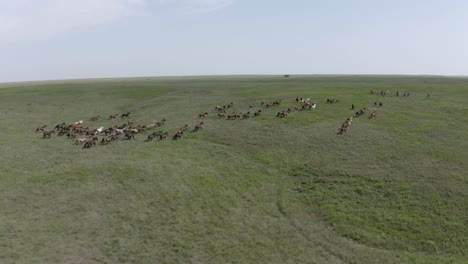 Drone-shot-of-a-large-herd-of-wild-horses-running-in-the-prairie