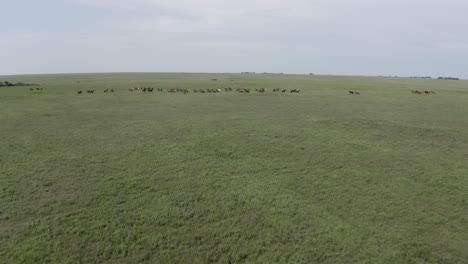 Distant-drone-shot-of-wild-horses-running-in-the-prairie