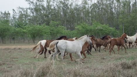 Slow-Motion-Shot-Of-Multiple-Different-Breeds-Of-Foals-Running-In-A-Herd-In-A-Wide-Open-Field
