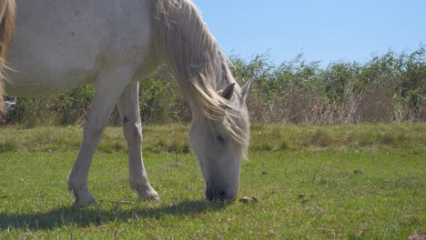 Weißes-Pferd,-Das-Auf-Einem-Bauernhofgebiet-Weidet