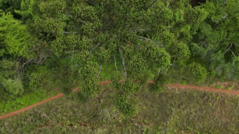 Trail-in-the-forest-following-the-river-bank,-seen-from-a-drone