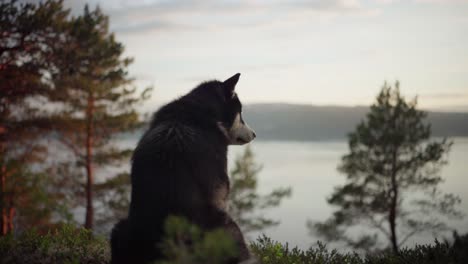 Alaskan-Malamute-Hund-Sitzt-Auf-Dem-Hügel-Und-Schaut-Bei-Sonnenuntergang-Im-Wald-Weg