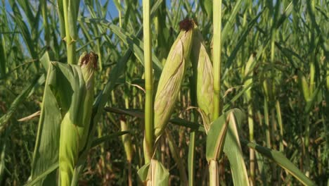 Three-corn-cobs-growing-and-ripening-inside-a-sunlit-cornfield-on-a-warm-summer-morning