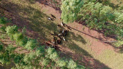 Aerial-view-of-livestock-in-the-integrated-system-Lavoura,-livestock,-forest