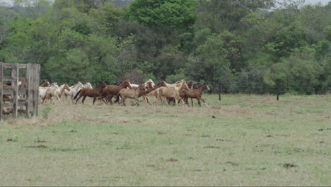 Zeitlupenaufnahme-Einer-Herde-Junger-Pferde,-Die-Auf-Ihrem-Feld-Um-Die-Ecke-Rennen