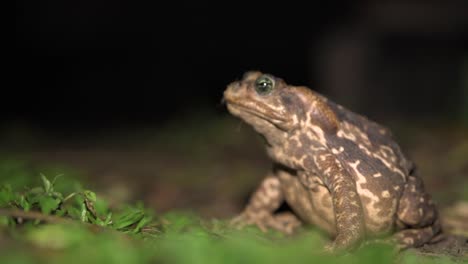 Cope&#39;s-Toad-Ist-Eine-Häufige-Art-In-Mehreren-Lebensräumen-In-Südamerika