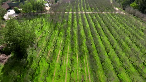 Dolly-in-aerial-view-of-a-garden-with-lines-of-leafless-trees