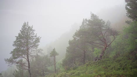 Foggy-Forest-In-The-Early-Morning-In-The-Mountains