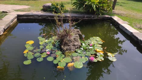 Garden-pond-with-ferns-and-aquatic-plants-that-are-born-from-the-rocks-in-the-center,-sunny-summer-day