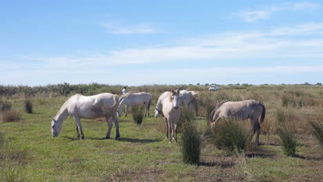 Herd-of-horses-grazing-in-the-tall-grass