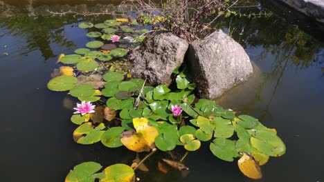 Garden-pond-with-ferns-and-aquatic-plants-that-are-born-from-the-rocks-in-the-center,-sunny-summer-day