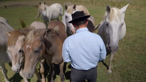 Man-feeding-herd-of-horses.