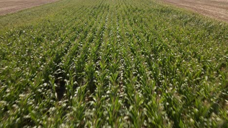 Lange-Maisplantage-Mit-Braunen,-Ausgetrockneten-Feldern-Drumherum