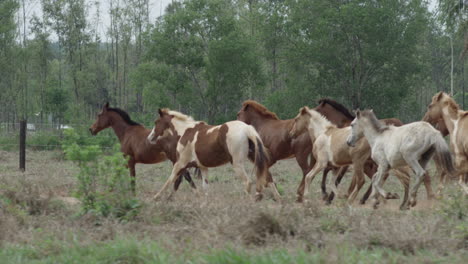 Slow-motion-Tracked-Footage-Of-A-Young-Beautiful-Herd-Running-Freely-In-Nature