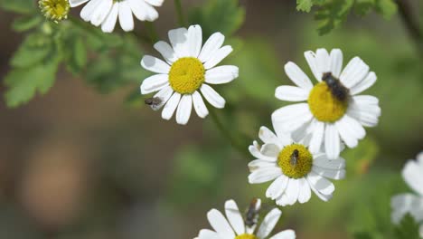 Group-of-drosophila-flies-flying-around-daisy-flower-for-pollination