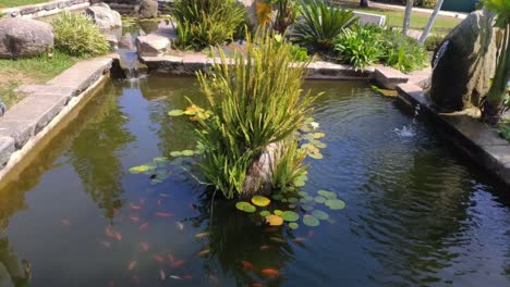 garden-pond-with-red-fish,-ferns-and-aquatic-plants-growing-on-the-rocks,-two-fountains-pour-water,-a-bright-and-sunny-day