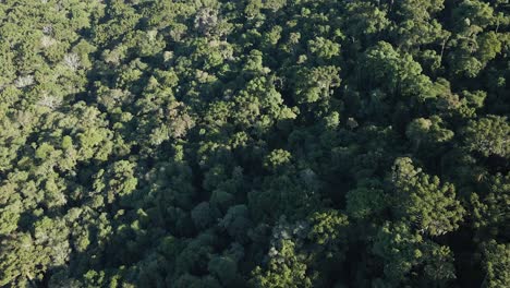 Preserved-Atlantic-Forest-typical-of-southern-Brazil,-aerial-view