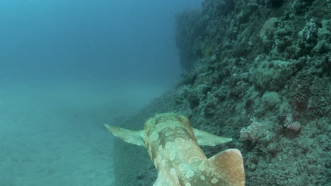 Unique-view-following-a-shark-as-it-glides-next-to-a-coral-encrusted-sea-wall