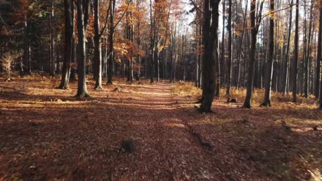Drohne,-Die-Durch-Fallende-Blätter-Im-Herbstwald-Naturpark-In-Schönen-Orangefarbenen-Herbstfarben-Fliegt