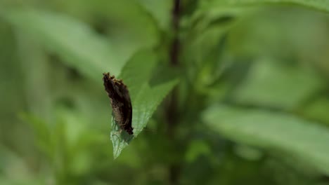 Brauner-Schmetterling-Mit-Bürstenfüßen,-Der-Auf-Einem-Blatt-Steht-Und-Nach-Einer-Weile-Fliegt