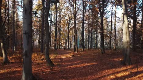 Zwei-Freunde-Im-Herbstwald-Mit-Balken-Durch-Bäume-In-Zeitlupe-Mit-Fallenden-Blättern