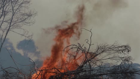 Waldbrände-Im-Amazonas-Regenwald-Sind-Das-Ergebnis-Der-Globalen-Erwärmung-Und-Entwaldung