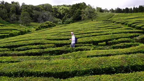 Male-backpacker-walking-in-green-tea-plantation-shrub-rows,-drone-shot