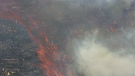 La-Deforestación-Causa-Sequía-Que-Resulta-En-Incendios-Forestales-En-La-Selva-Amazónica