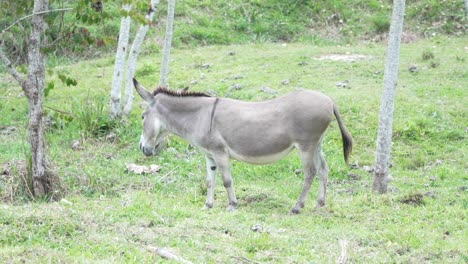 Donkey-Standing-in-Grass-Field