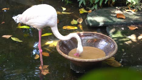 Exotischer-Rosafarbener-Flamingo,-Phoenicopterus-Roseus,-Saugt-Schlammiges-Wasser-Auf,-Um-Die-Leckeren-Algen,-Krebstiere-Und-Weichtiere-Herauszufiltern,-Isst-Im-Langkawi-Wildtierpark,-Handbewegung,-Nahaufnahme