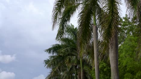Palm-trees-,-green-leaves-moving-with-the-breeze-against-sky