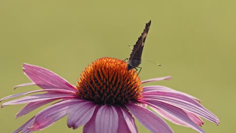 Small-Tortoiseshell-Butterfly-eating-Nectar-From-Purple-Coneflower---macro-shot