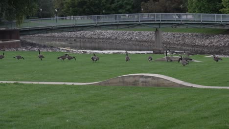 A-pan-of-various-Canadian-geese-gathering-in-a-field-of-grass