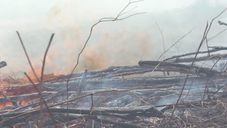 Brände-Im-Amazonas-Regenwald-Verschlingen-Trockene-Zweige-Von-Dürren,-Die-Durch-Die-Globale-Erwärmung-Verursacht-Werden