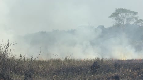 Wildfires-spread-through-in-dry-grass-in-a-drought-in-the-Amazon-Rainforest