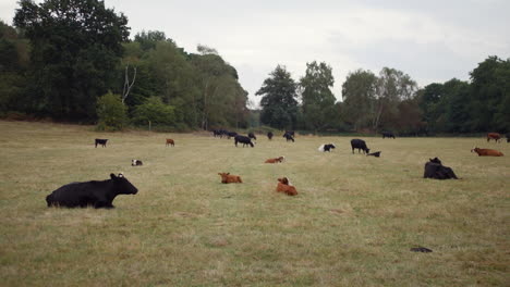 Black-and-brown-cows-sitting-in-a-field-with-a-bull