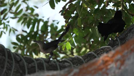 Black-Crow-Intimidating-Smaller-Bird