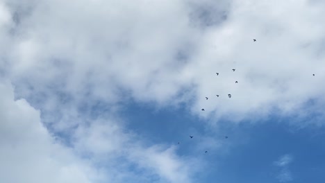 Statische-Ansicht-Der-Taubenschar-Im-Flug-In-Einem-Blauen-Himmel