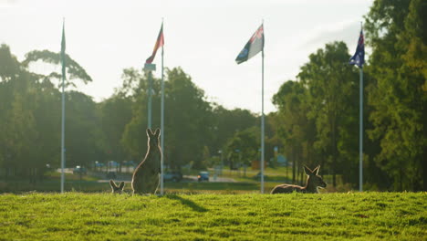 Native-Wildlife-Kangaroos-In-Front-Of-Iconic-Australian-Flag-And-Aboriginal-Indigenous-Flag,-4K