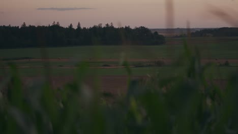 Abenddämmerung-über-Menschenleeren-Graslandschaften-Stimmungsvoller-Dramatischer-Magneta-Himmel