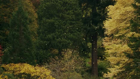 Goldene-Herbstblätter,-Die-Von-Bäumen-Im-Botanischen-Parkland-Arboretum-Geblasen-Werden