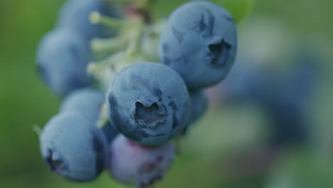 Ripe-fresh-healthy-blueberries-on-stalk-with-green-bokeh-close-up